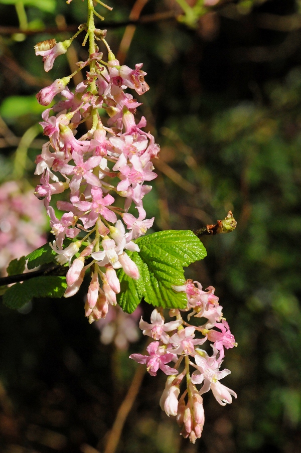 Изображение особи Ribes sanguineum var. glutinosum.