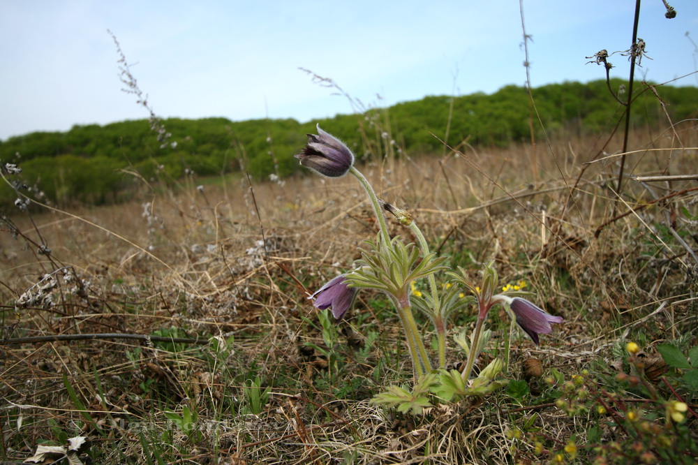 Изображение особи Pulsatilla chinensis.