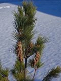 Pinus peuce