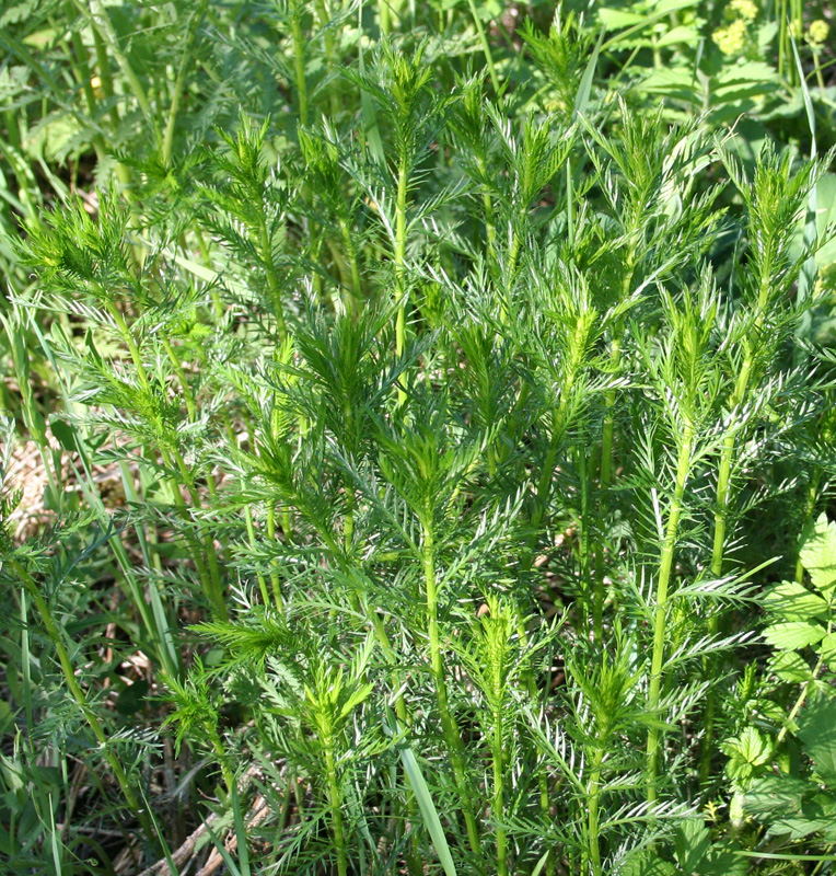 Image of Achillea impatiens specimen.