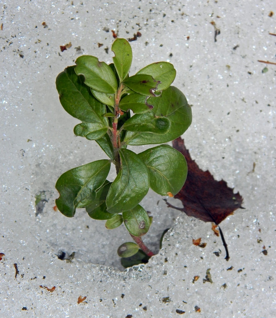 Image of Vaccinium vitis-idaea specimen.