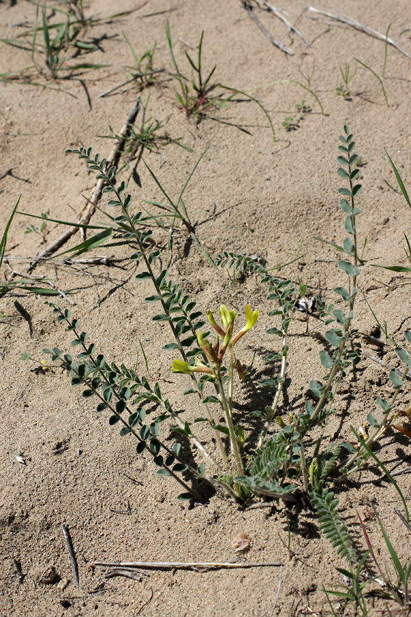 Image of Astragalus farctus specimen.