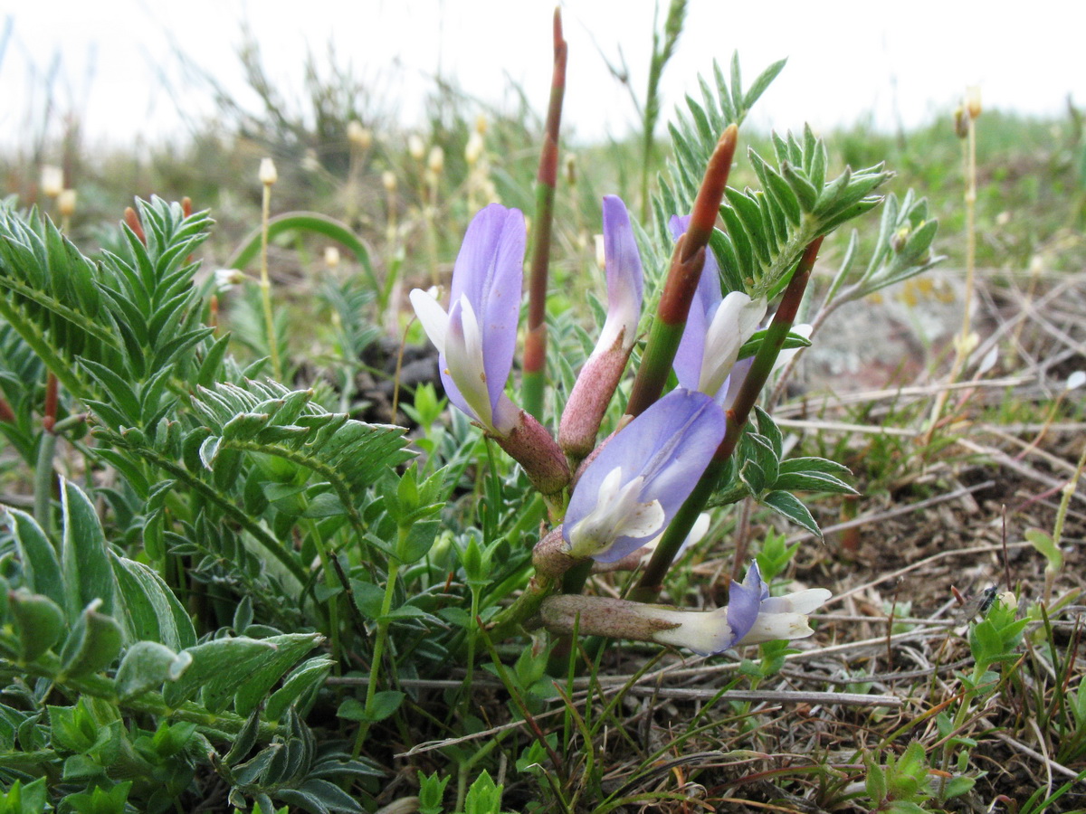 Image of Astragalus kurdaicus specimen.