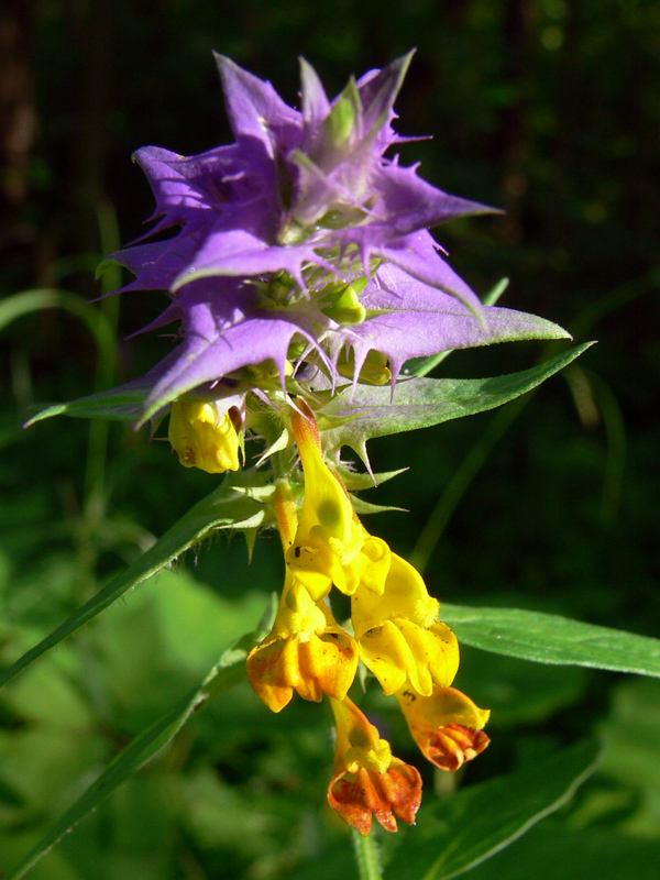 Image of Melampyrum nemorosum specimen.