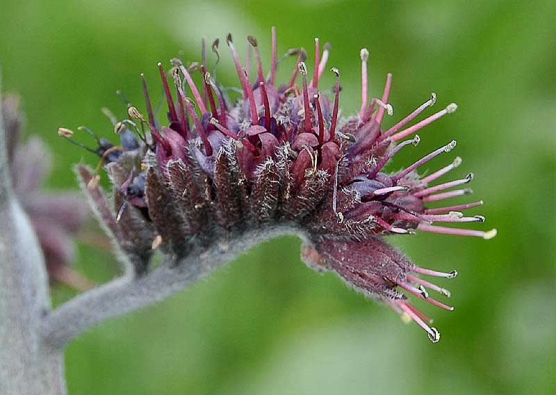 Image of Solenanthus stamineus specimen.