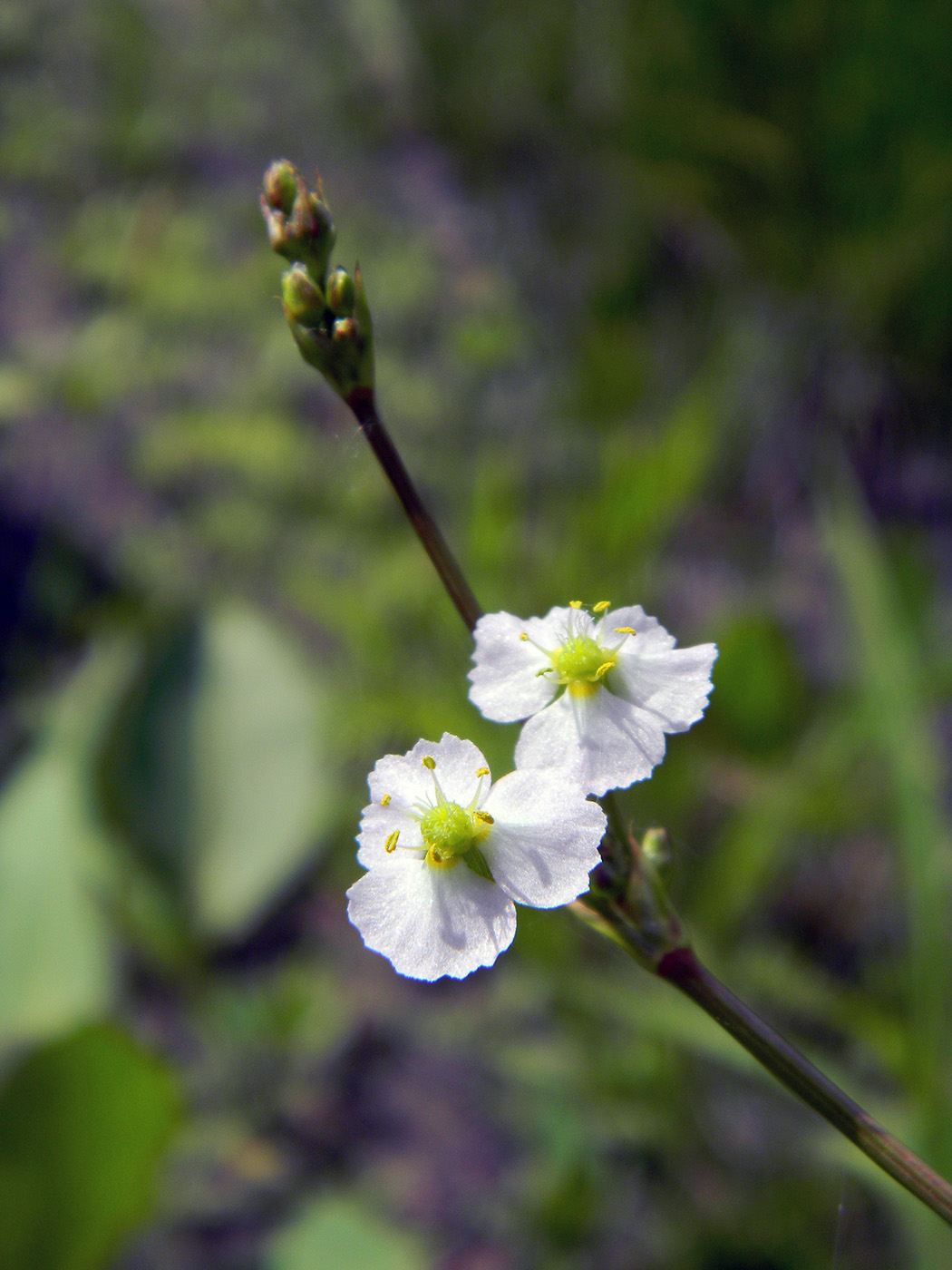 Изображение особи Alisma plantago-aquatica.