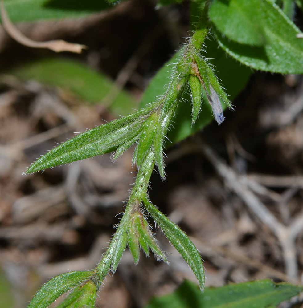 Image of Echium bonnetii specimen.