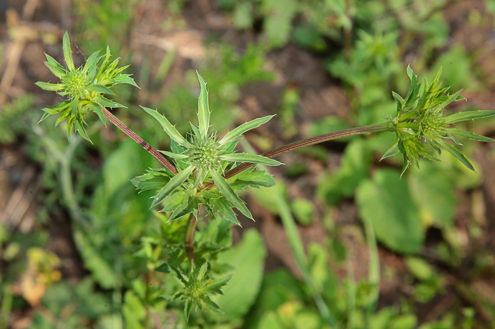 Изображение особи Eryngium planum.