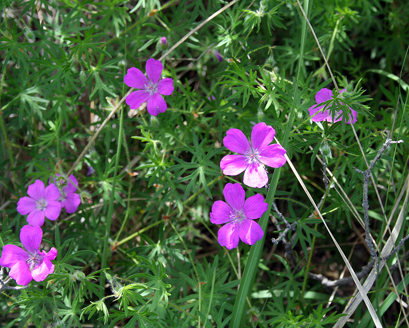 Image of Geranium sanguineum specimen.