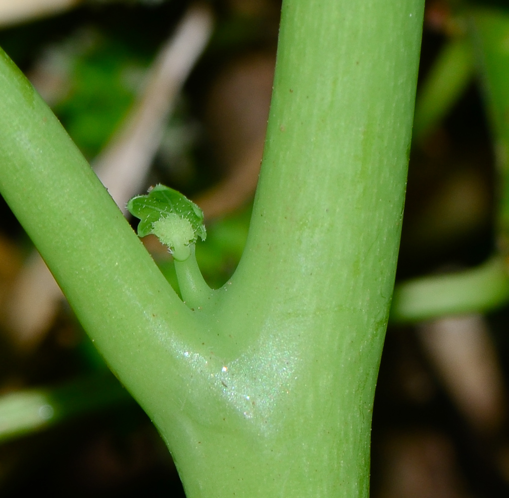 Image of Tropaeolum majus specimen.