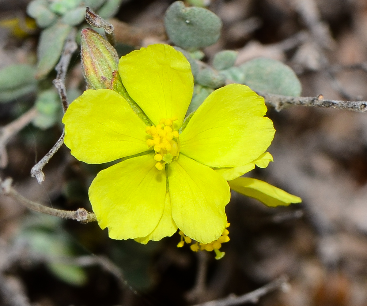 Image of Helianthemum canariense specimen.