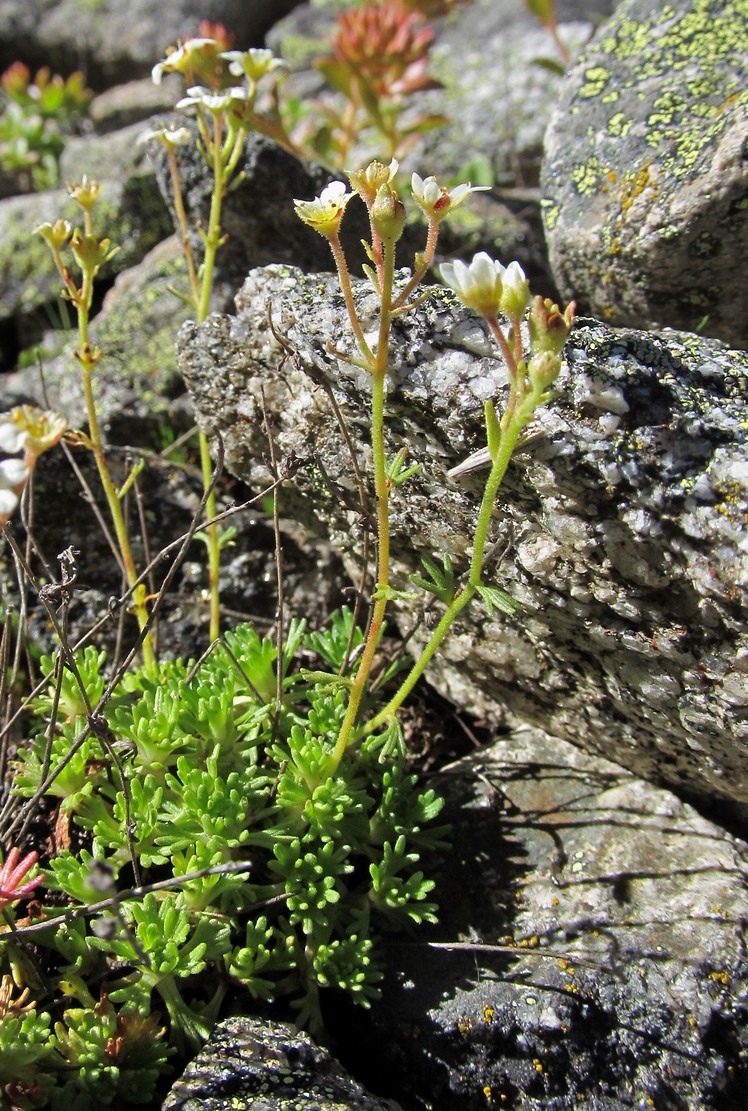 Изображение особи Saxifraga exarata.