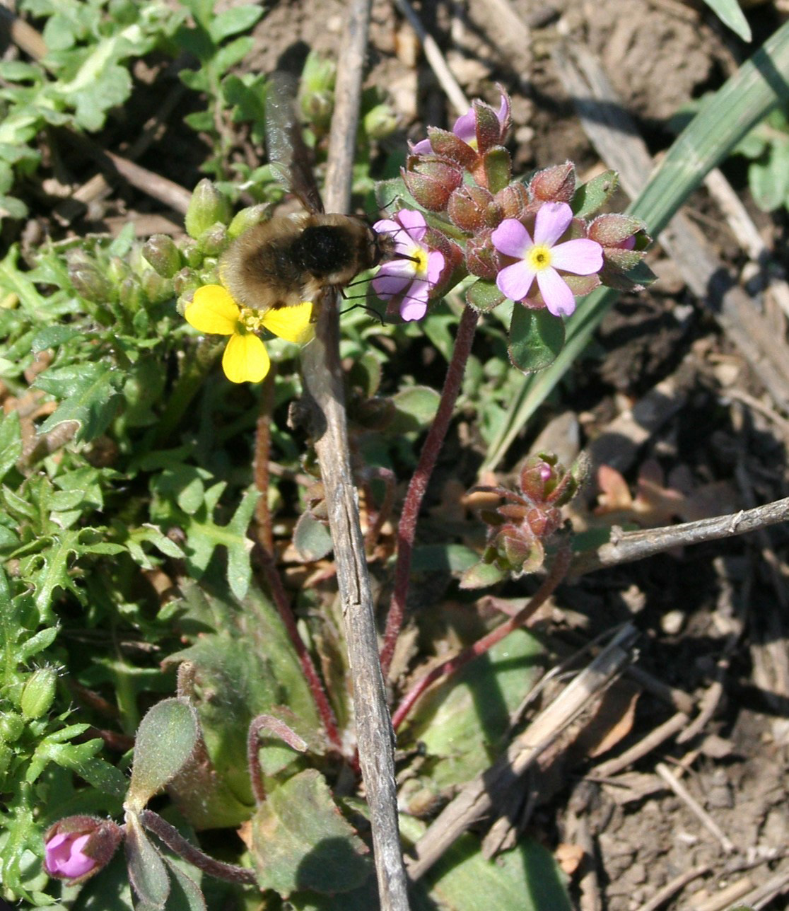 Image of Androsace maxima specimen.