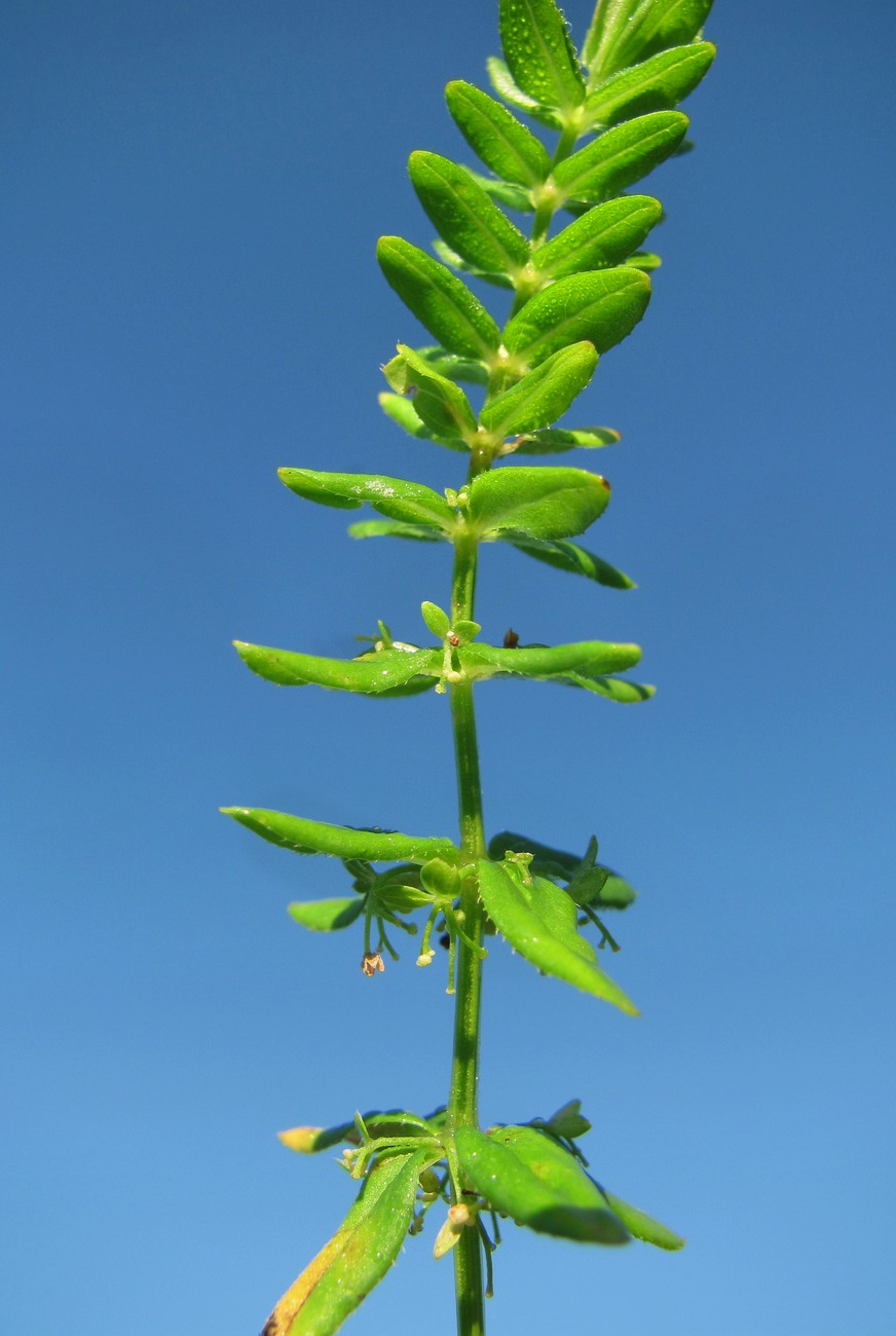 Изображение особи Cruciata coronata.