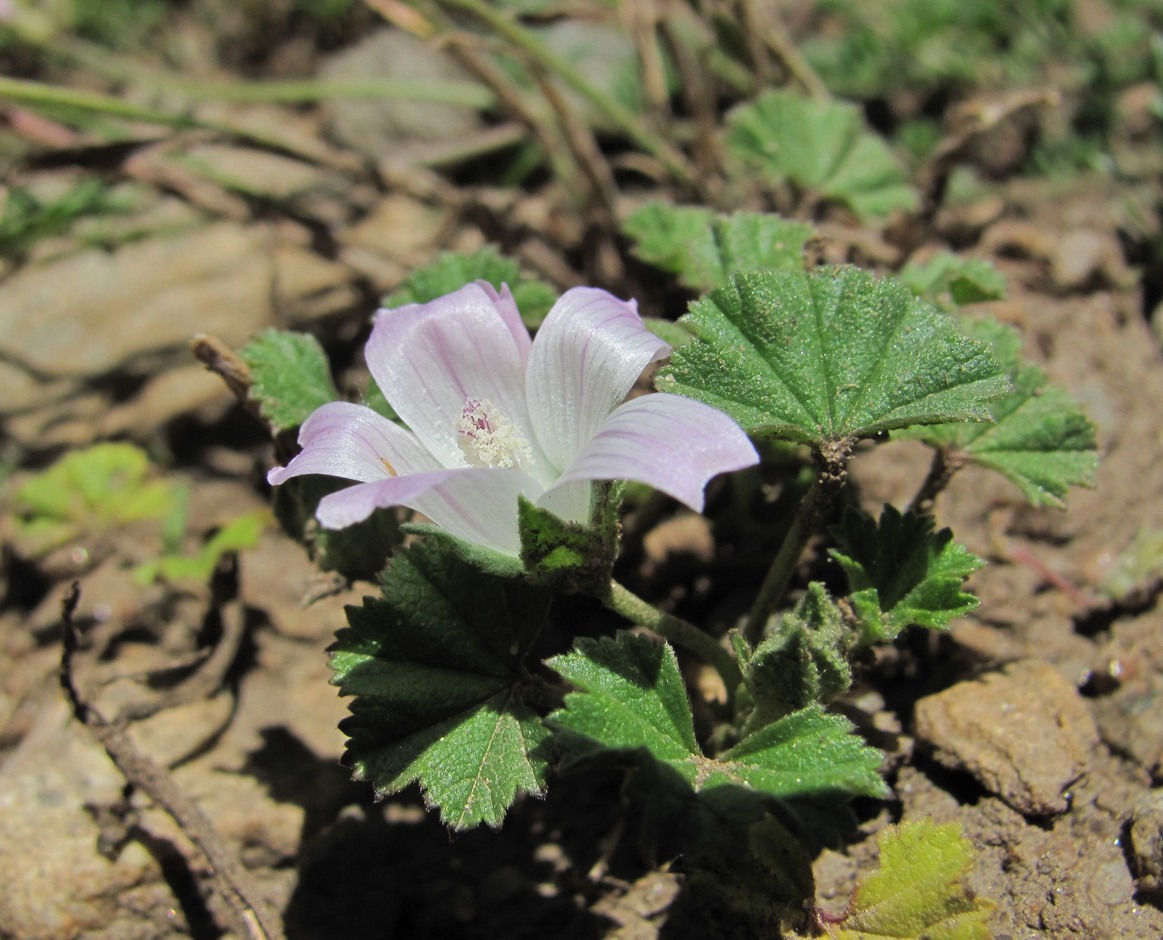 Image of Malva neglecta specimen.