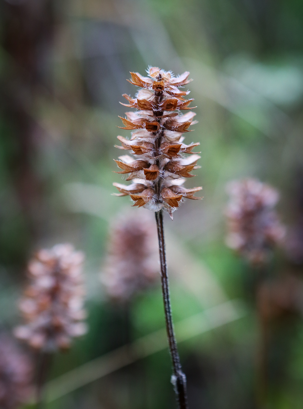 Image of Prunella vulgaris specimen.