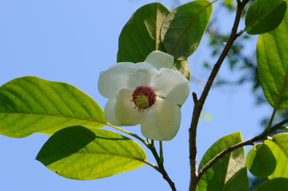 Изображение особи Magnolia sieboldii.