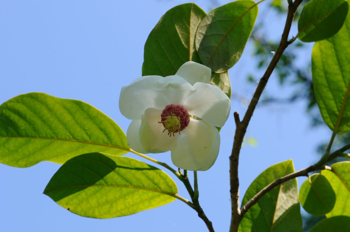 Image of Magnolia sieboldii specimen.