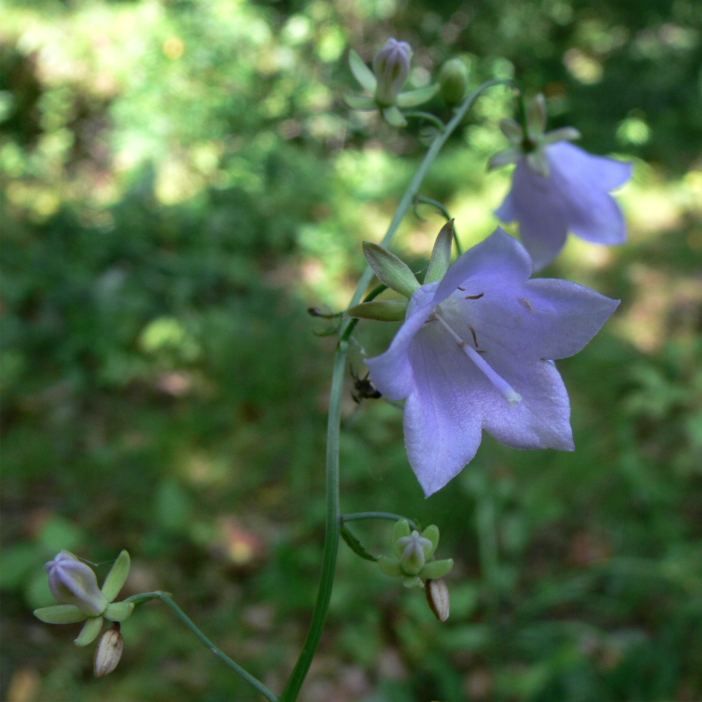 Изображение особи Adenophora divaricata.