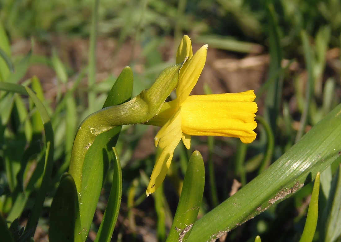 Image of Narcissus pseudonarcissus specimen.