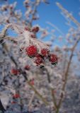 genus Crataegus