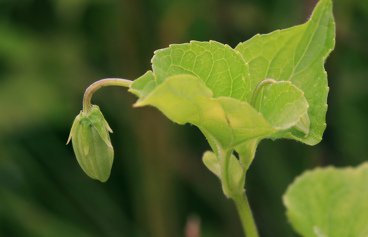 Image of Viola kamtschadalorum specimen.