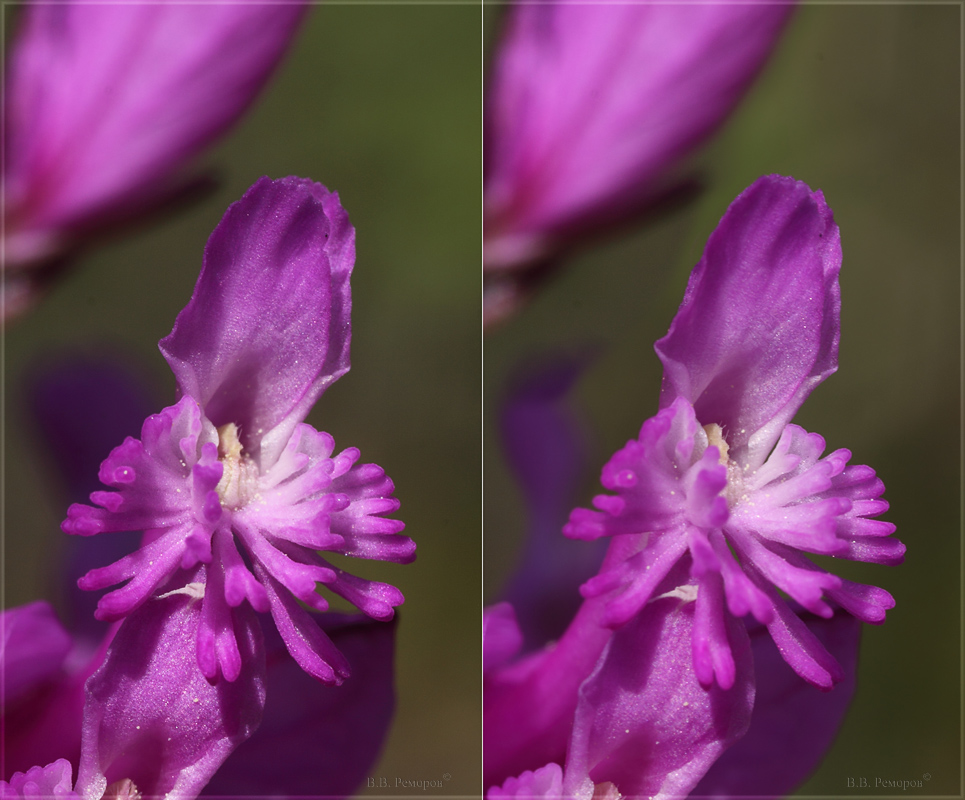 Image of Polygala major specimen.