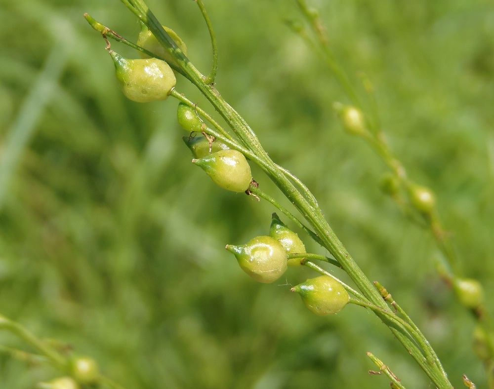 Image of Bunias orientalis specimen.