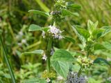 Mentha arvensis