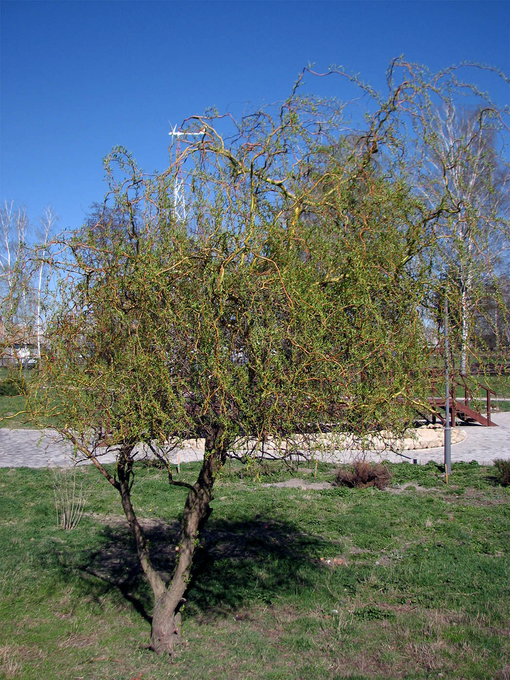 Image of Salix &times; sepulcralis specimen.