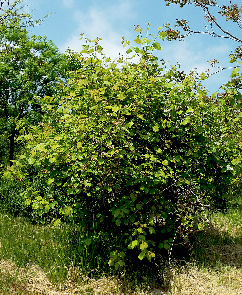 Image of Crataegus submollis specimen.