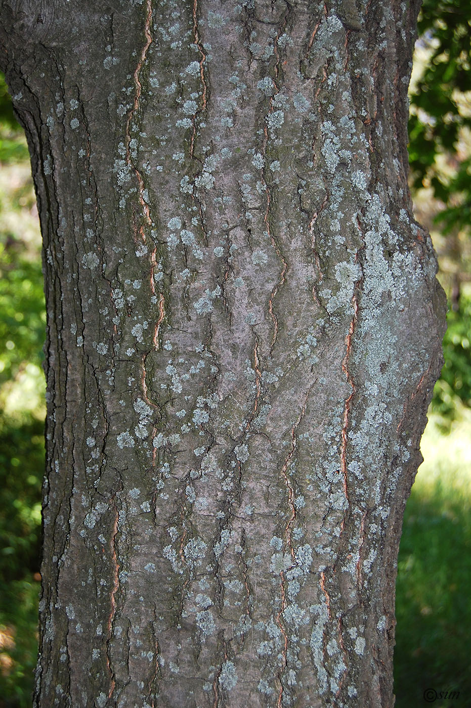 Image of Quercus rubra specimen.