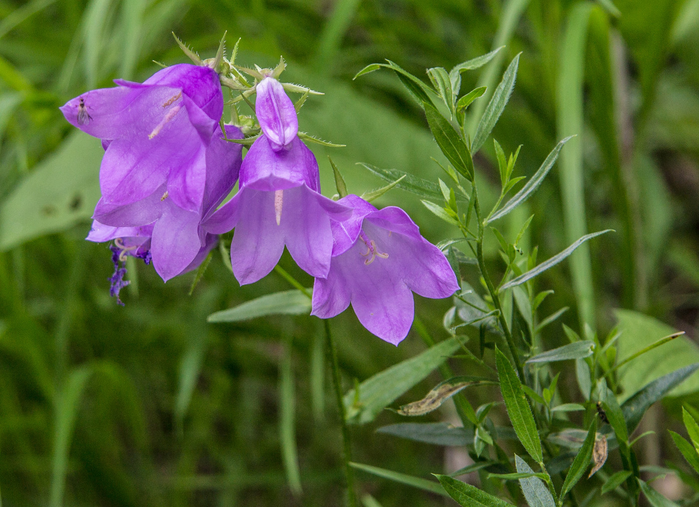 Изображение особи Campanula longistyla.