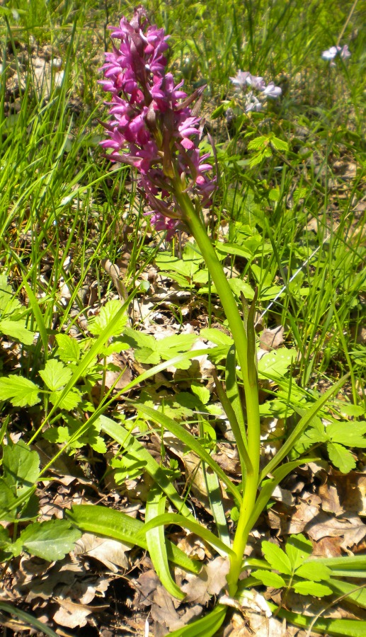 Image of Dactylorhiza romana ssp. georgica specimen.