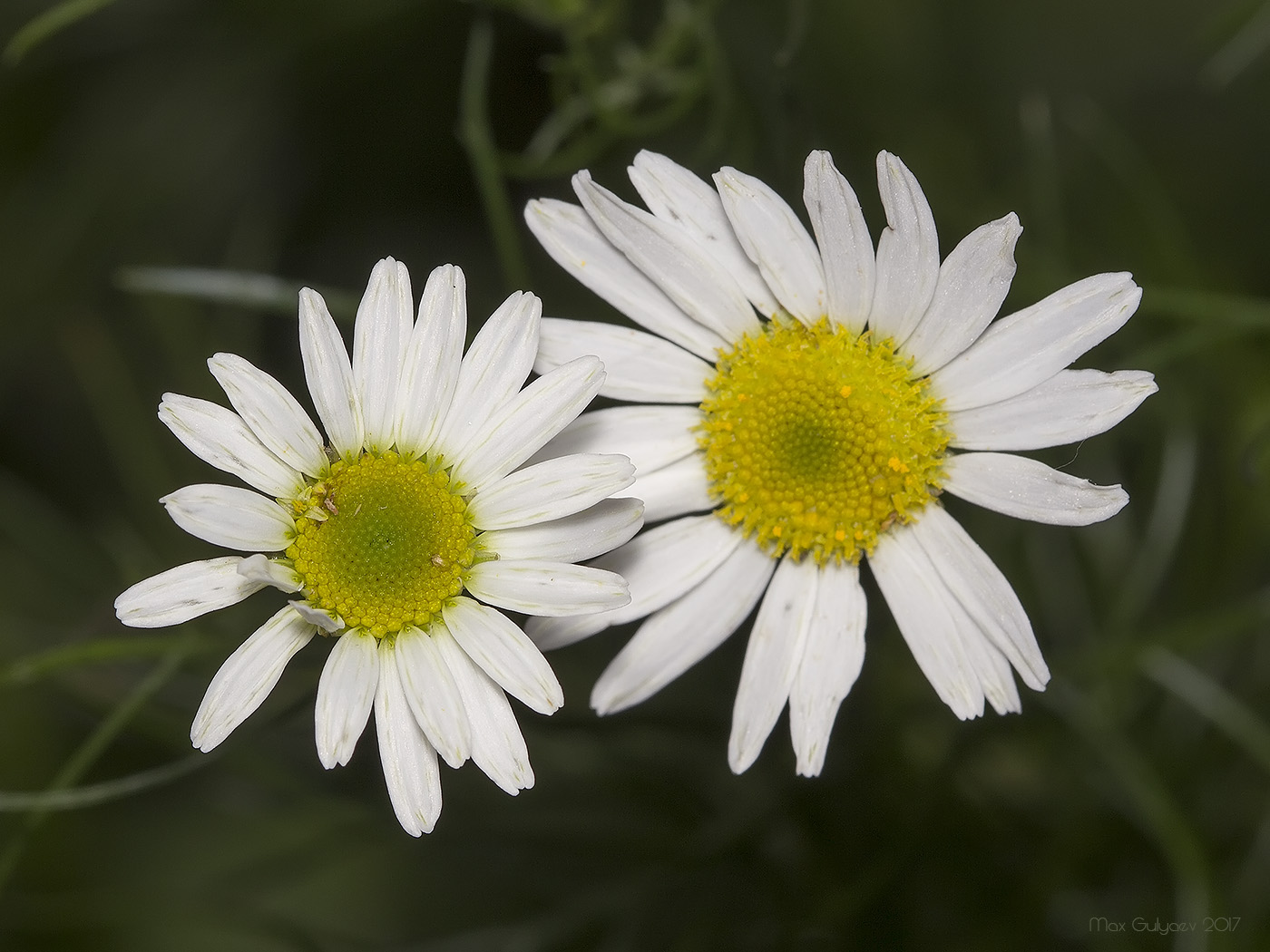 Изображение особи Tripleurospermum inodorum.