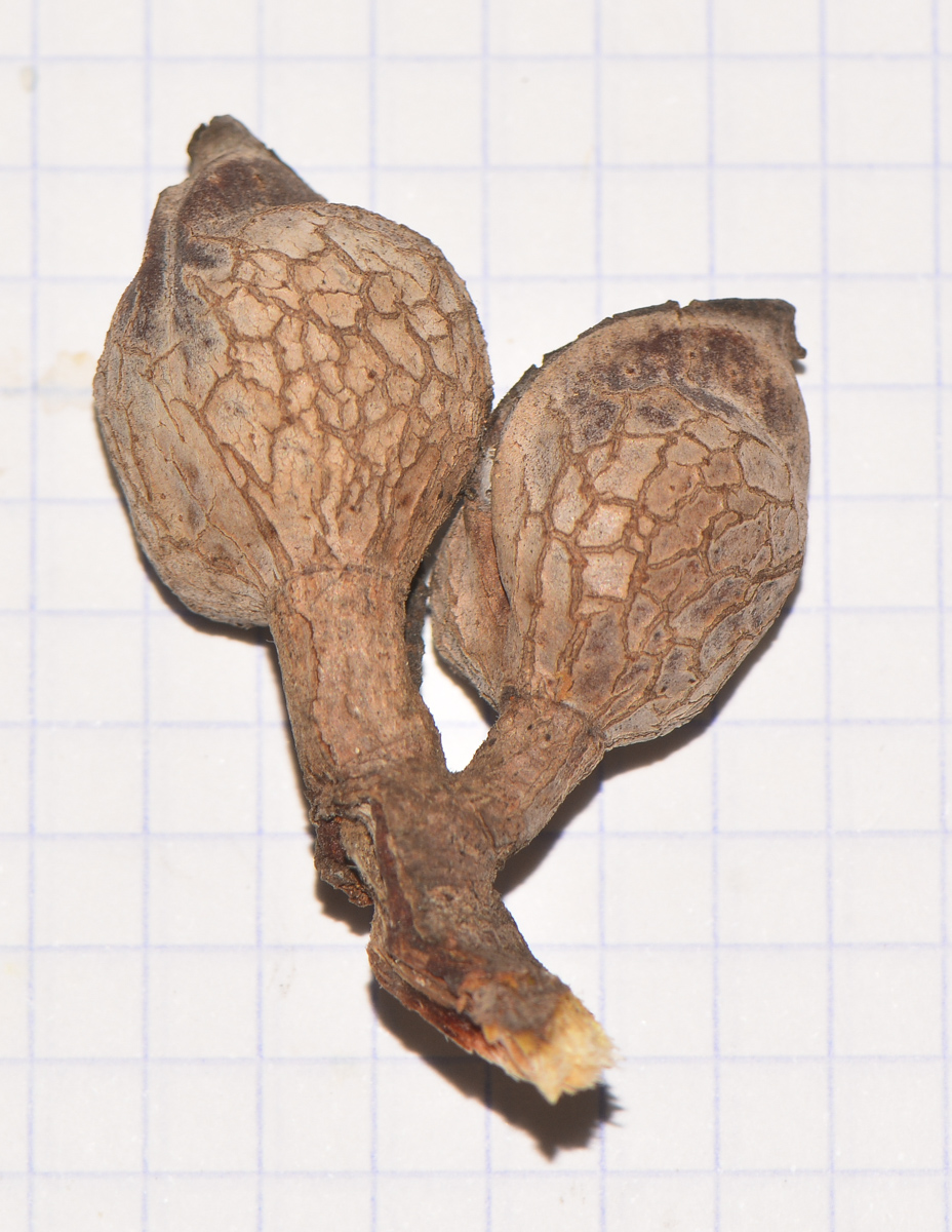 Image of Hakea multilineata specimen.