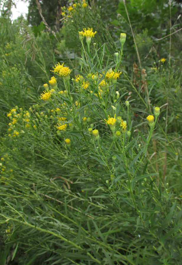 Image of Galatella biflora specimen.