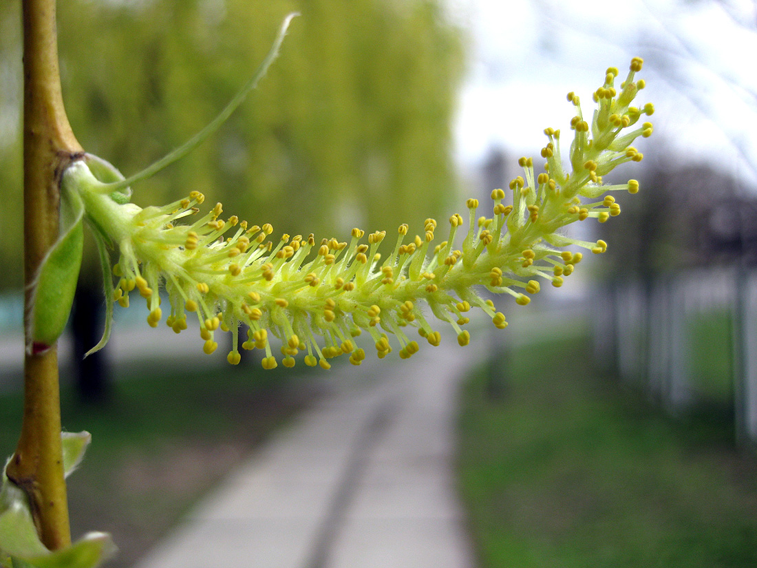 Image of Salix &times; sepulcralis specimen.