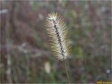 Setaria pumila