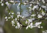 Prunus domestica. Ветвь с цветками. Московская обл., г. Железнодорожный. 03.05.2010.