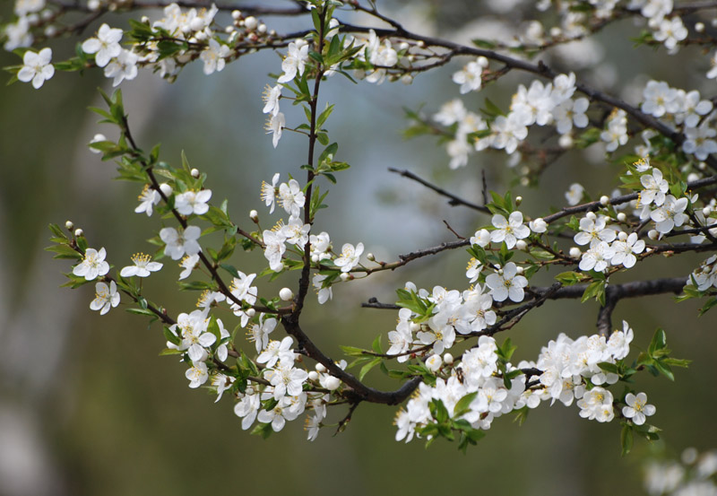 Изображение особи Prunus domestica.