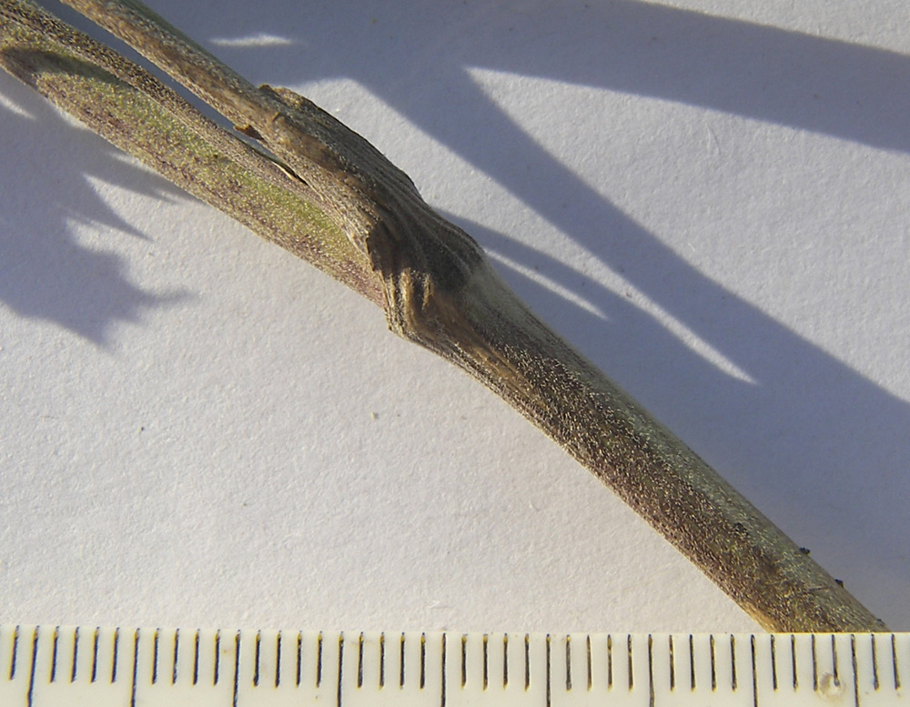 Image of Pimpinella saxifraga specimen.