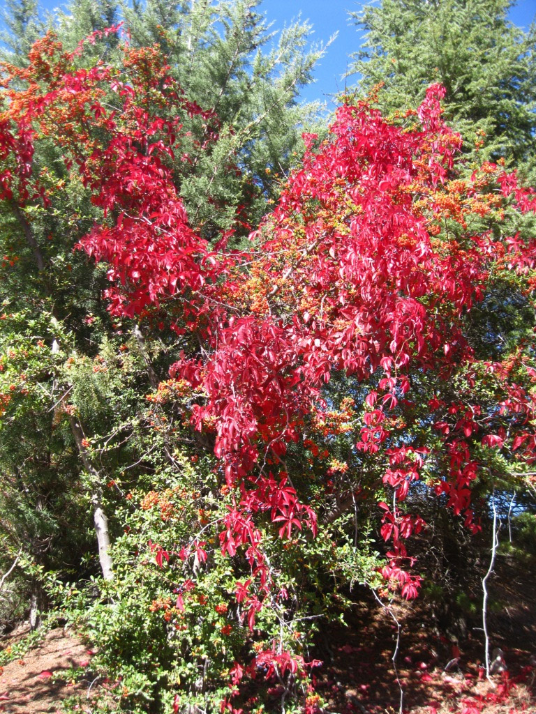 Image of Parthenocissus quinquefolia specimen.