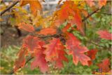 Quercus rubra. Ветвь с листьями в осенней окраске. Украина, г. Николаев, Заводской р-н, парк \"Лески\". 16.10.2013.