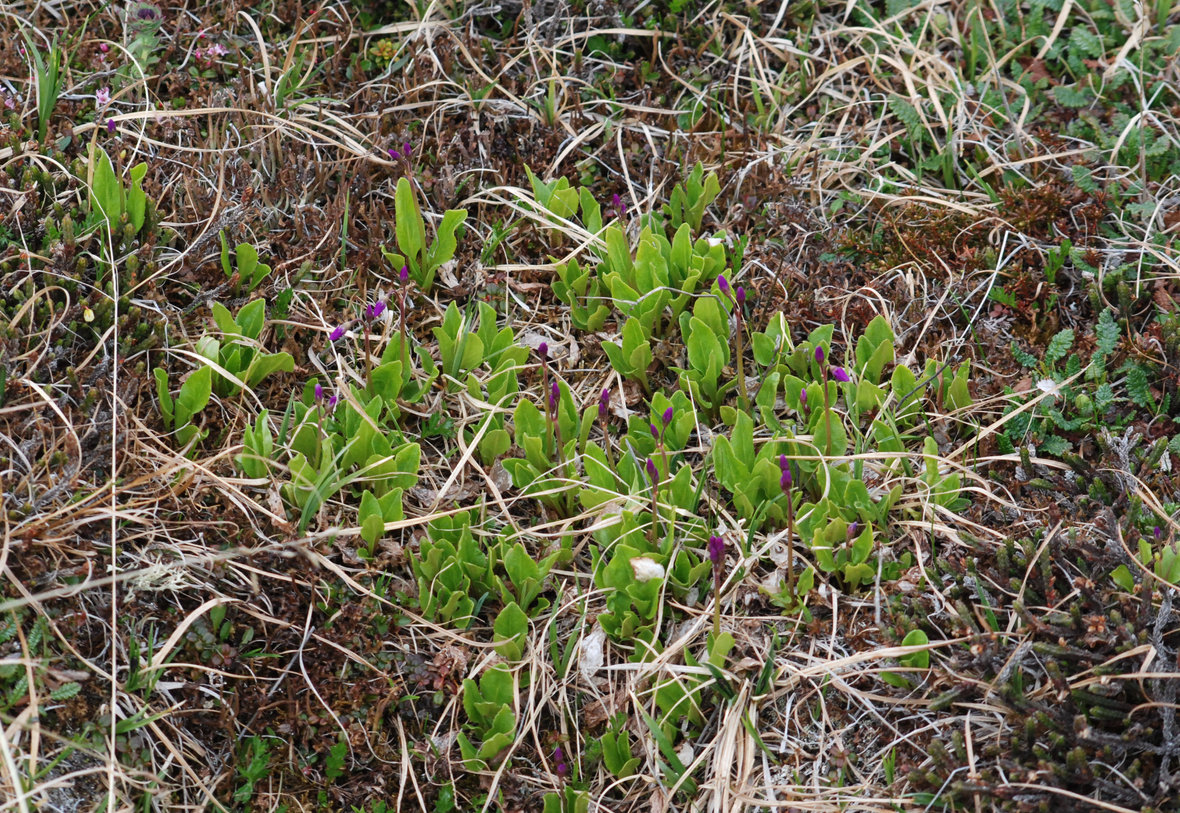 Изображение особи Dodecatheon frigidum.