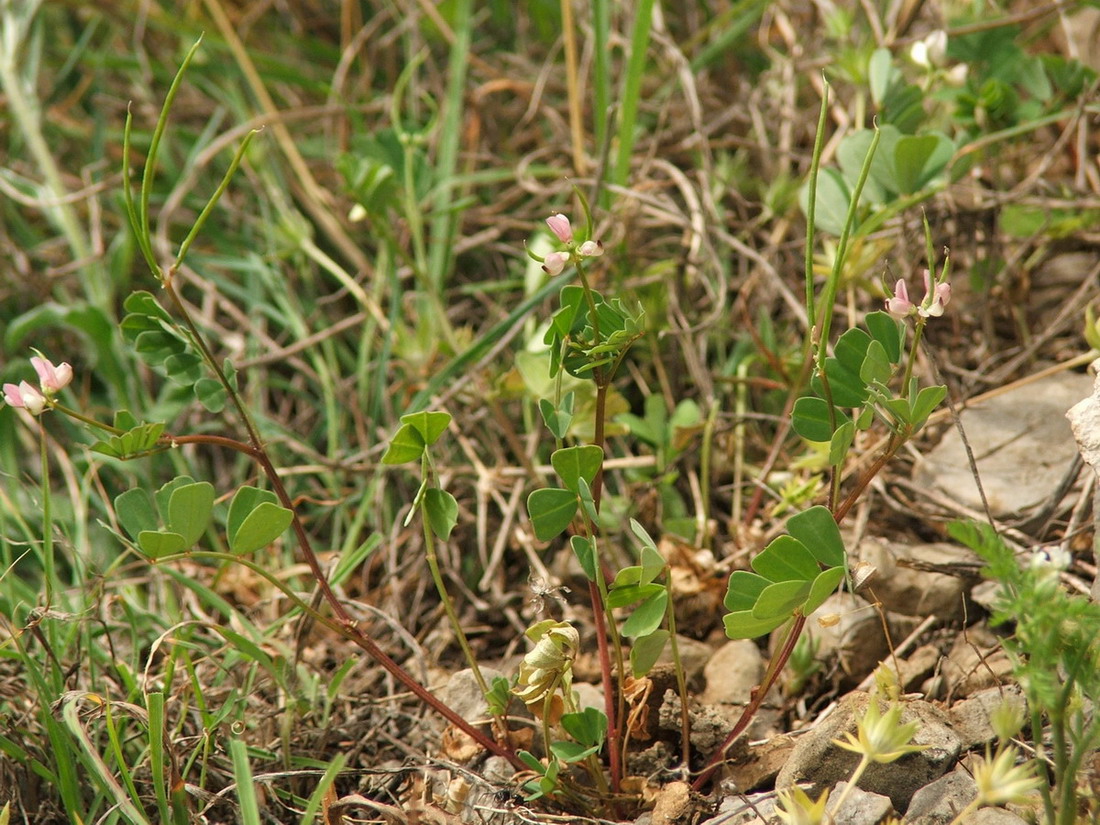 Image of Securigera cretica specimen.