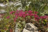 Sedum spurium. Цветущее растение. Кабардино-Балкария, Эльбрусский р-н, средняя часть долины р. Терскол, 2200 м н.у.м. 27.08.2009.