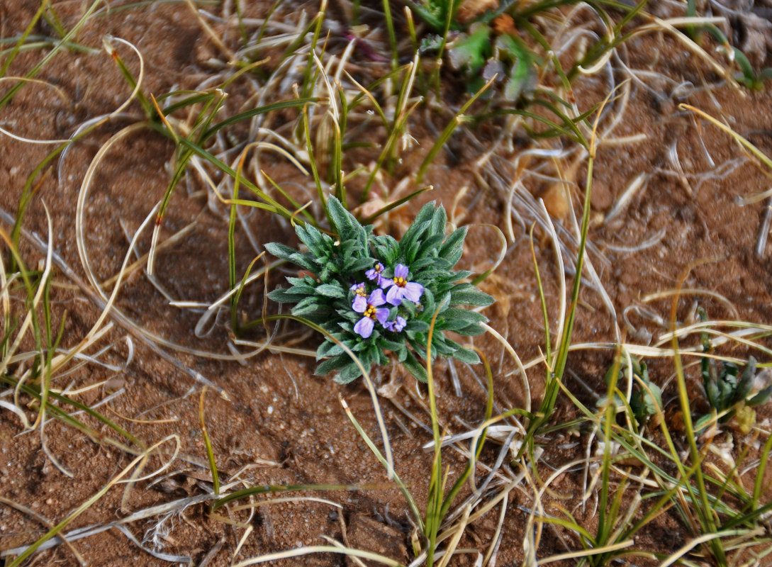 Изображение особи Dontostemon perennis.