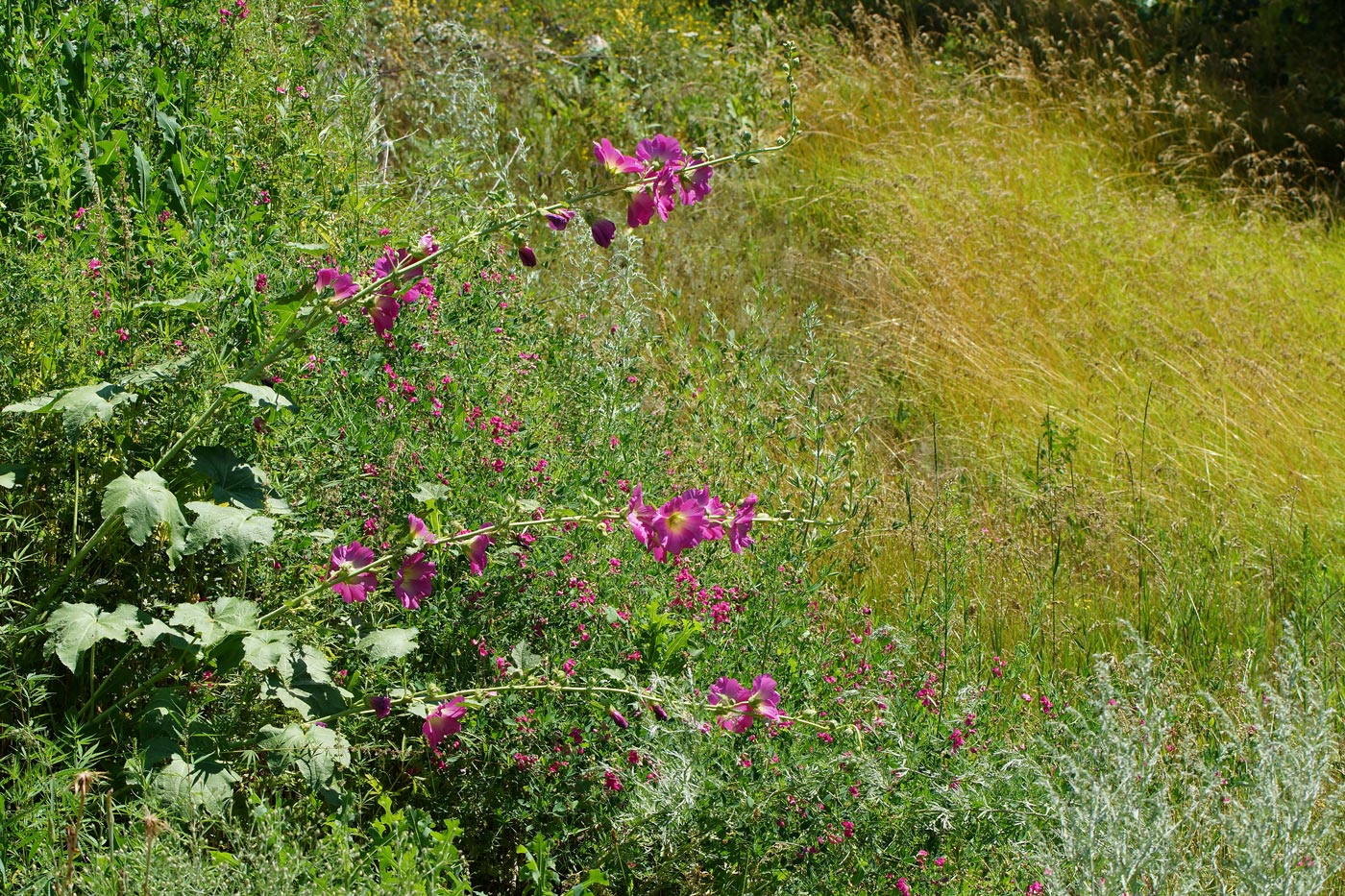 Image of Alcea rosea specimen.