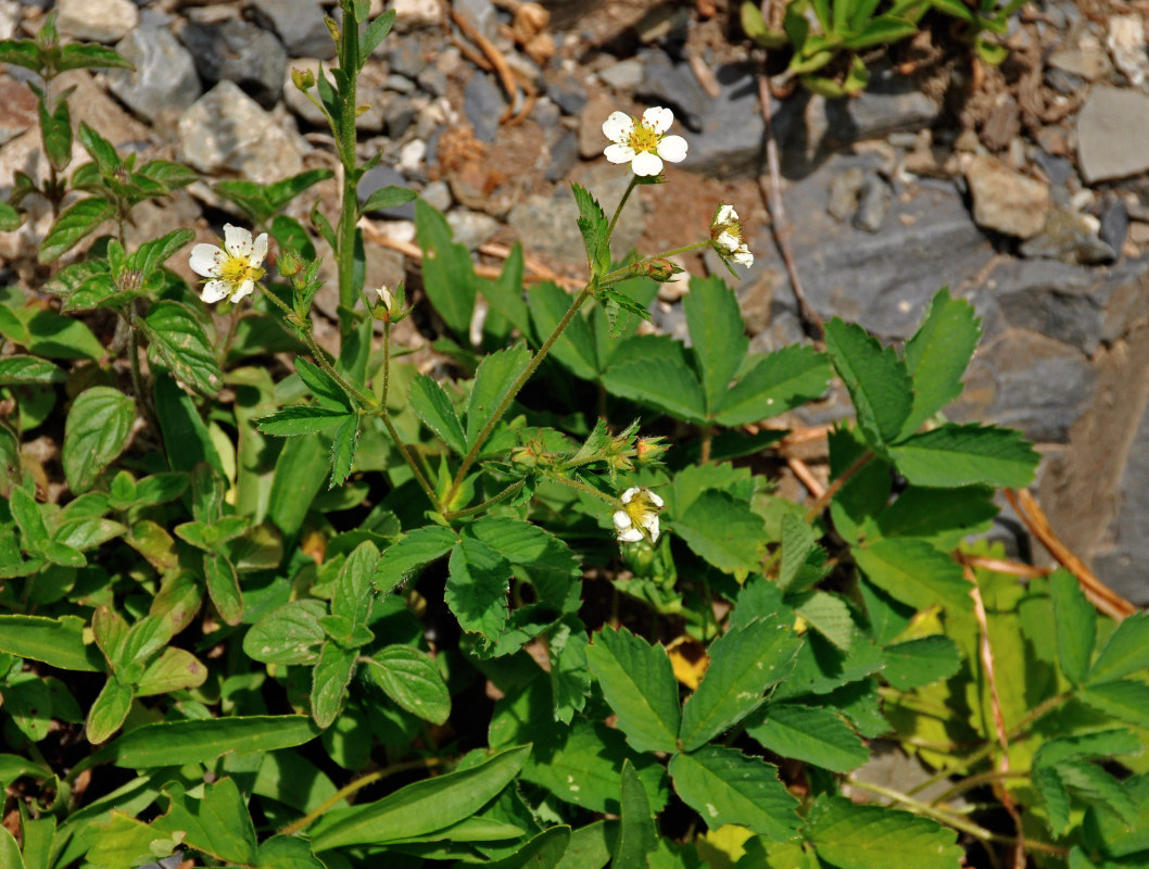 Изображение особи Potentilla elatior.